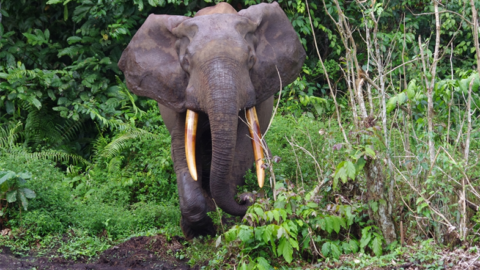 Vers une coexistence apaisée avec les éléphants de forêt