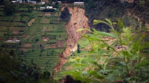 MuLaKiLa : 5,8 millions d&rsquo;arbres autour du Gishwati-Mukura