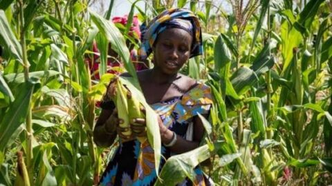 BRIDEP : 152 millions de dollars pour l&rsquo;agriculture durable