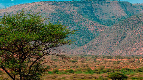 Quatre millions d&rsquo;arbres prévus autour du mont Kenya