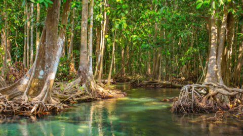 Une stratégie pour restaurer 158 000 hectares de mangroves