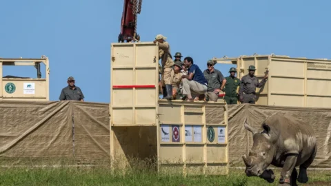 À Akagera, un record mondial de translocation de rhinocéros