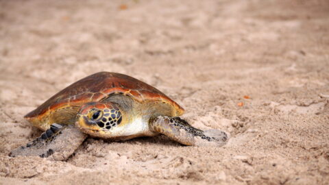Le Programa Tatô protège cinq espèces de tortues marines
