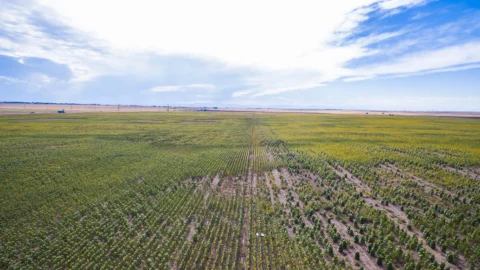 22 000 hectares de terres dégradées reboisés près de Kikwit
