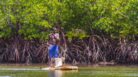 Mangroves : 800 hectares restaurés sur le littoral