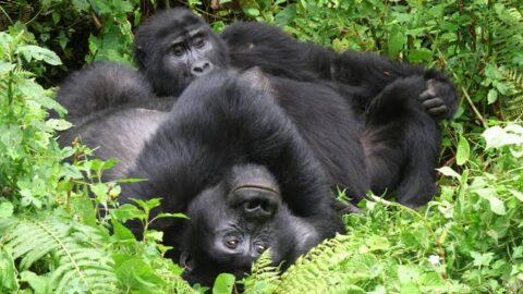 Près de 3 milliards de shillings reversés aux communautés de Bwindi