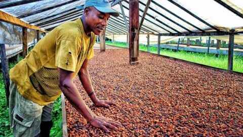 Le cacao bio santoméen, symbole d&rsquo;une agriculture durable