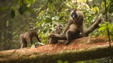 Bioko, un quart de siècle de recherche pour protéger les primates
