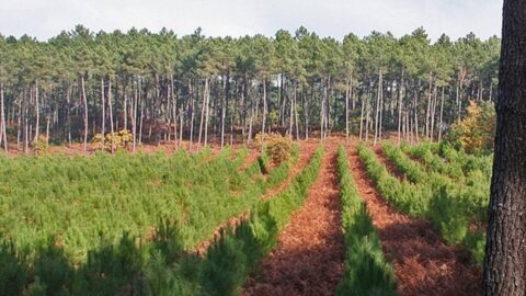 L&rsquo;Agence des Eaux et Forêts multiplie les programmes de reboisement