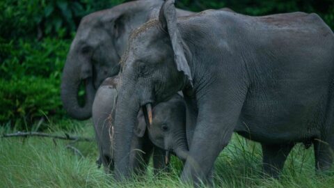 Gabon Infini : jusqu&rsquo;à 200 millions de dollars pour la conservation