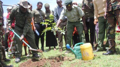 Le gouvernement relance le reboisement de la forêt de Mukogodo