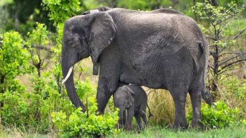 Une éléphante sauvage donne naissance à Kafue