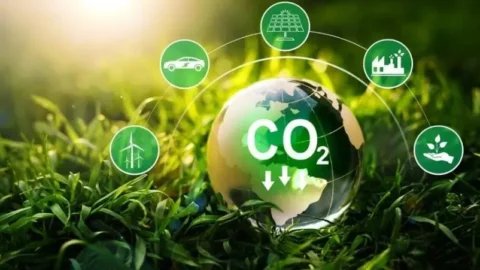 Cinquante-sept espèces d&rsquo;arbres menacées sous surveillance