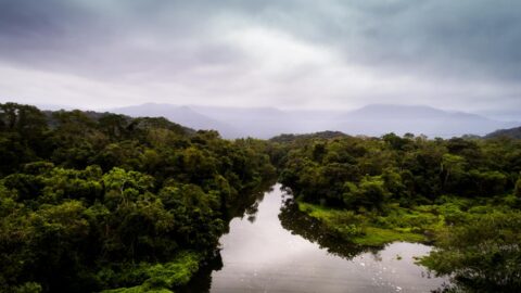 Protection des tourbières du Congo : un rapport détaille les options pour préserver l&rsquo;écosystème et les moyens de subsistance