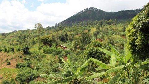 Burundi : une densité démographique record met la pression sur les écosystèmes naturels