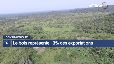Centrafrique : le secteur forestier pèse 13 % des exportations et plus de 400 000 emplois