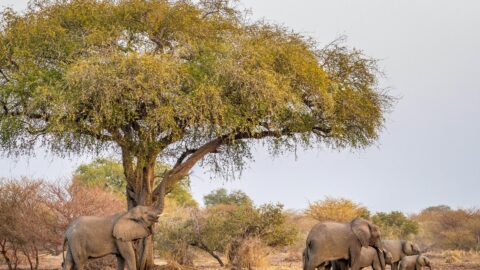 À Zakouma, la population d&rsquo;éléphants a bondi de 40 % depuis 2010
