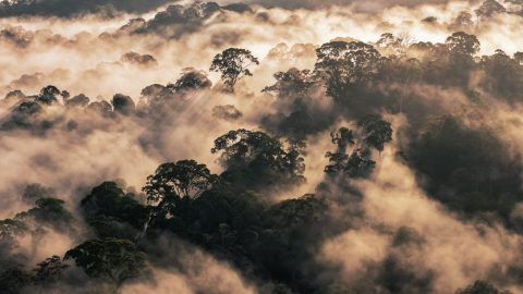 Forêts tropicales en 2025 : la déforestation recule mais les risques persistent