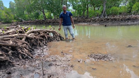 Un programme de crédits de biodiversité marine restaure les mangroves et les moyens de subsistance au Kenya