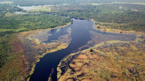 Faire progresser les connaissances et l&rsquo;action pour protéger les tourbières du Bassin du Congo